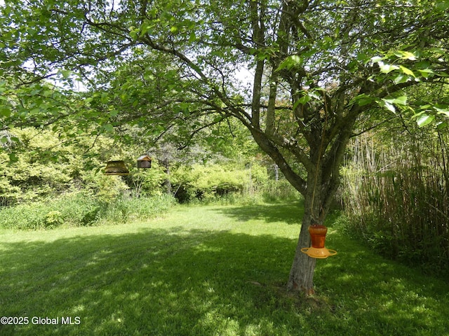 2541 N Line Rd, Galway, NY 12074 - view of green lawn