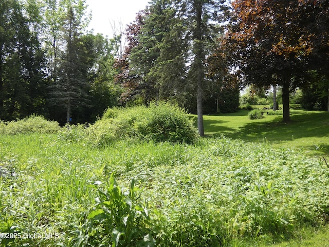 2541 N Line Rd, Galway, NY 12074 - view of undeveloped land