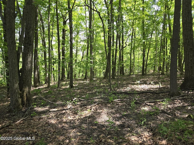 251 Vernon Rd, Glenville, NY 12302 - view of woods
