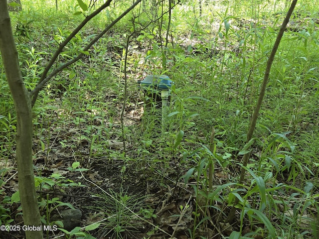 251 Vernon Rd, Glenville, NY 12302 - view of local wilderness