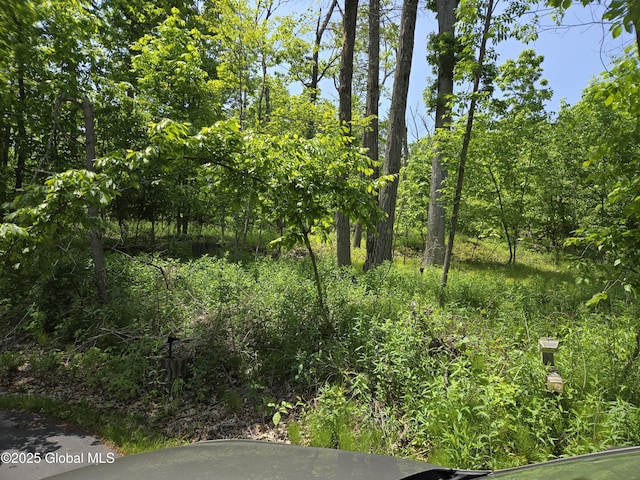251 Vernon Rd, Glenville, NY 12302 - view of nature