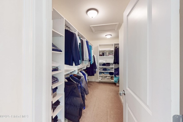 113 Fieldstone Dr, Niskayuna, NY 12304 - walk in closet with carpet flooring and attic access