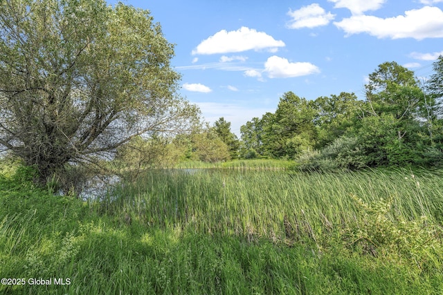378 County Route 354, Rensselaerville, NY 12469 - view of wooded area