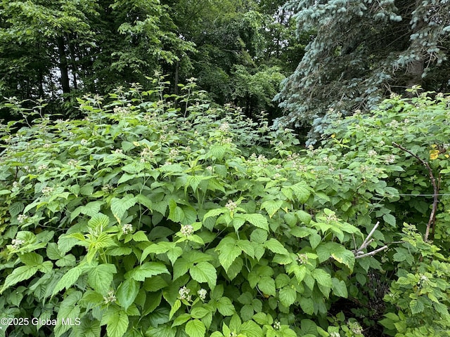 585 Logtown Rd, Glen, NY 12072 - view of nature