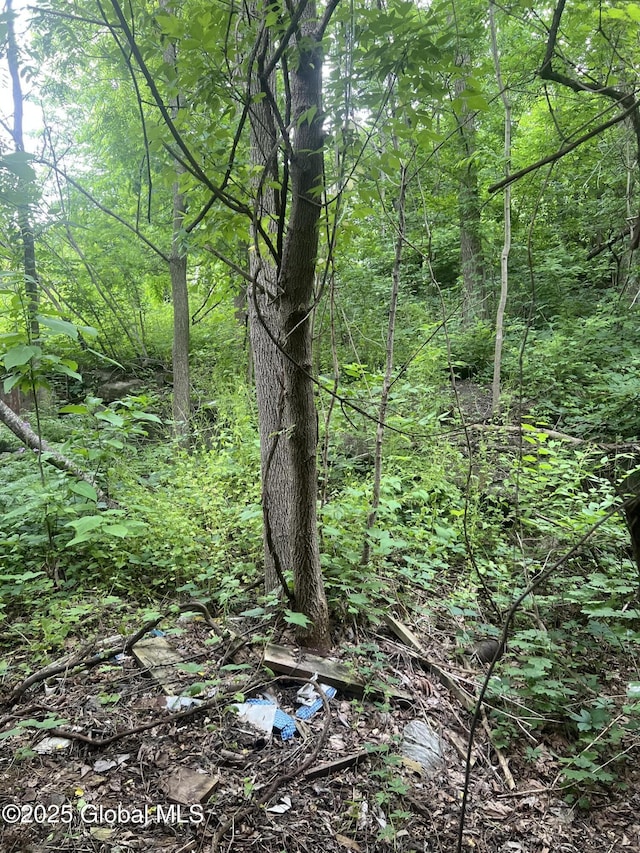19 Williams St, Whitehall, NY 12887 - view of tree filled area
