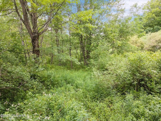 3852 State Route 85, Westerlo, NY 12193 - view of woods