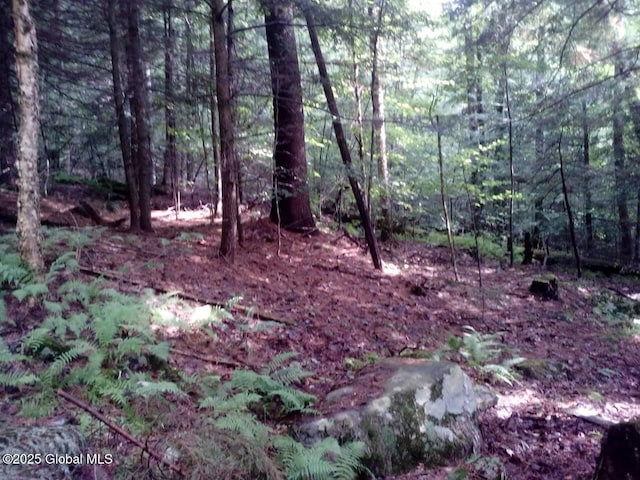3190 State Highway 10, Johnstown, NY 12095 - view of wooded area