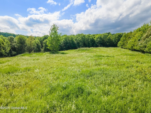 410 Jones Hill Rd, Jefferson, NY 12093 - view of yard