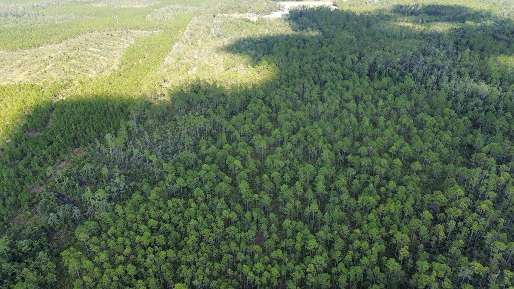 TRACTB Bergman Rd, Naylor, GA 31641 - photo 3