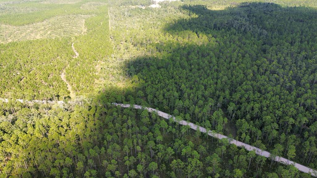 TRACTB Bergman Rd, Naylor, GA 31641 - photo 1