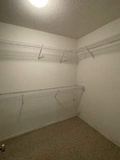 spacious closet featuring carpet flooring