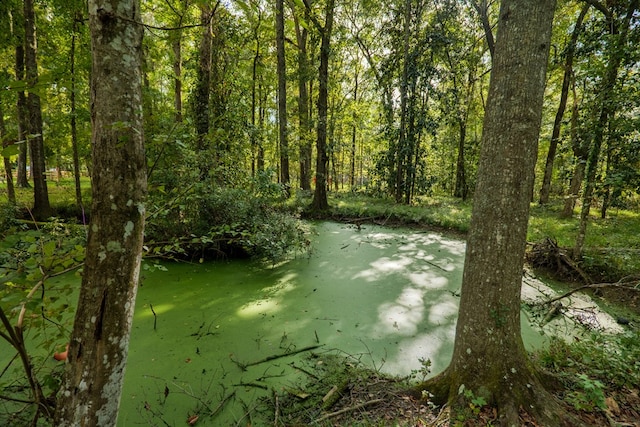 view of local wilderness