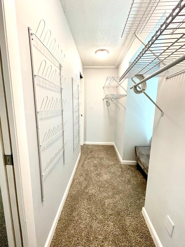 walk in closet featuring carpet floors