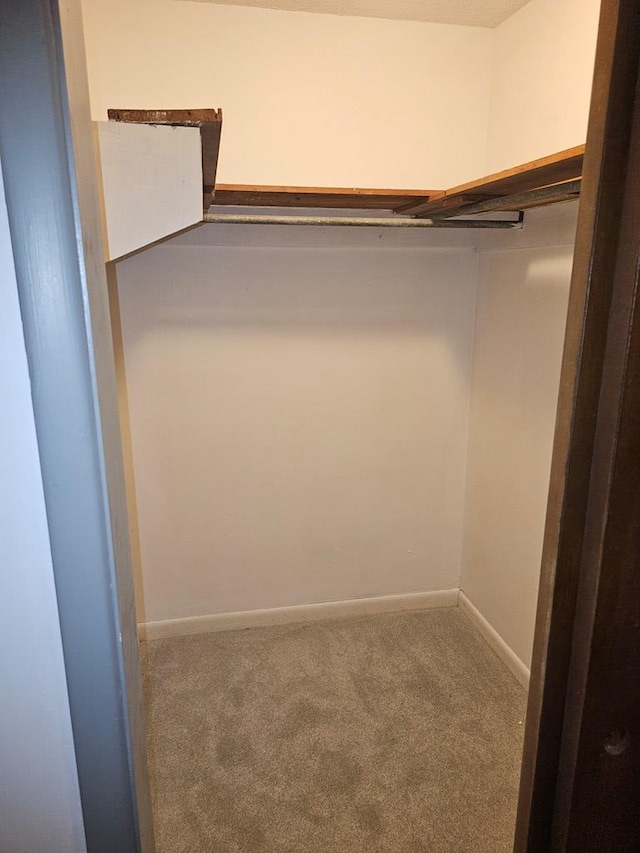 walk in closet featuring carpet floors