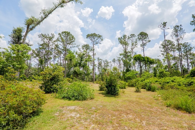 view of local wilderness