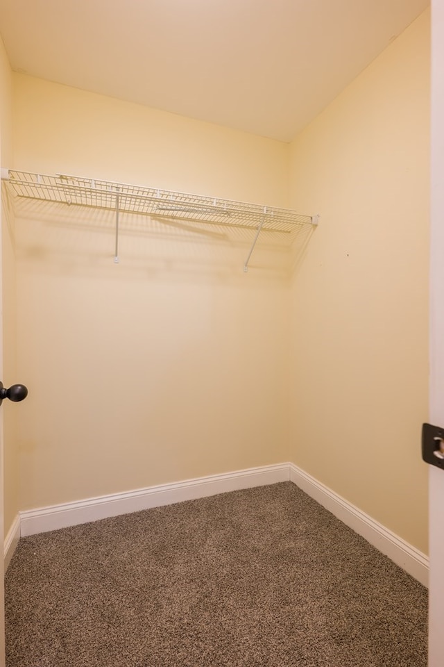 spacious closet featuring carpet flooring