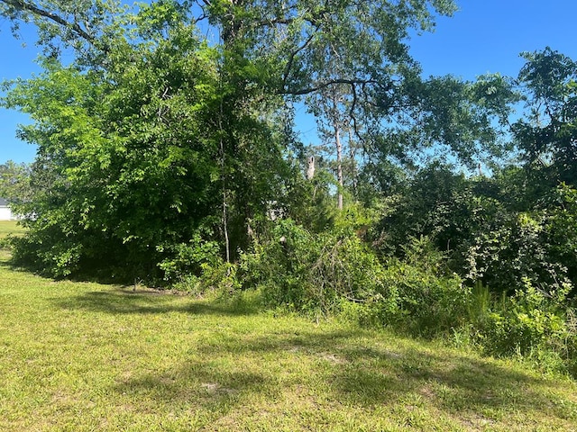 view of local wilderness