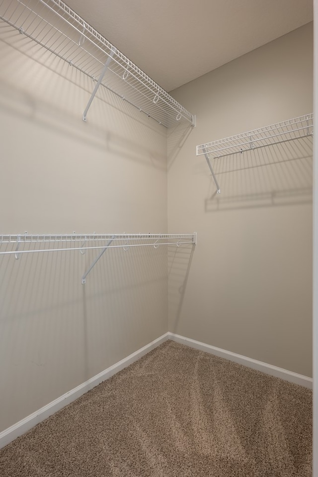 spacious closet featuring carpet floors