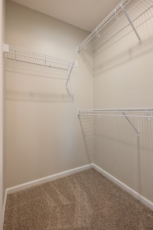 walk in closet featuring carpet flooring