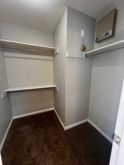 spacious closet featuring carpet