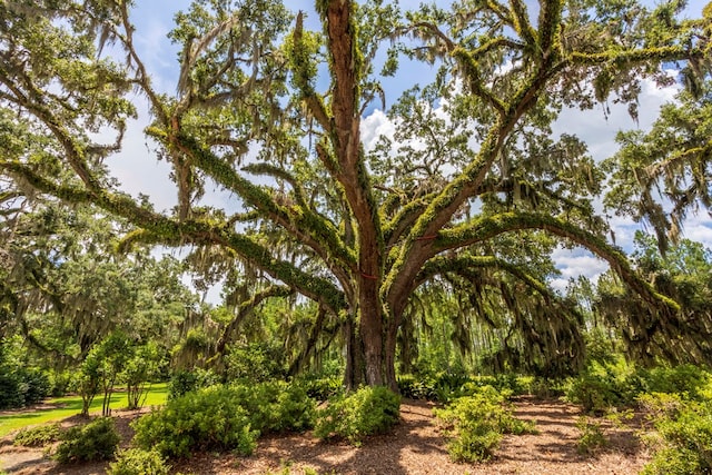 4059 Live Oaks Cir, Valdosta, GA 31601 - view of yard