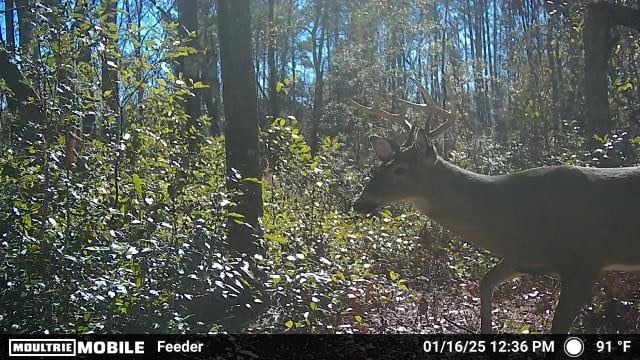 8290 Morven Rd, Hahira, GA 31632 - photo 44