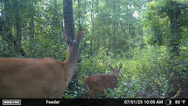 8290 Morven Rd, Hahira, GA 31632 - photo 48