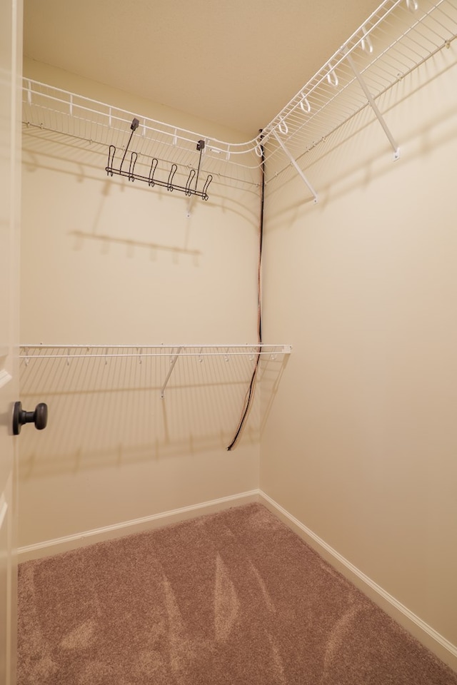 spacious closet with carpet floors