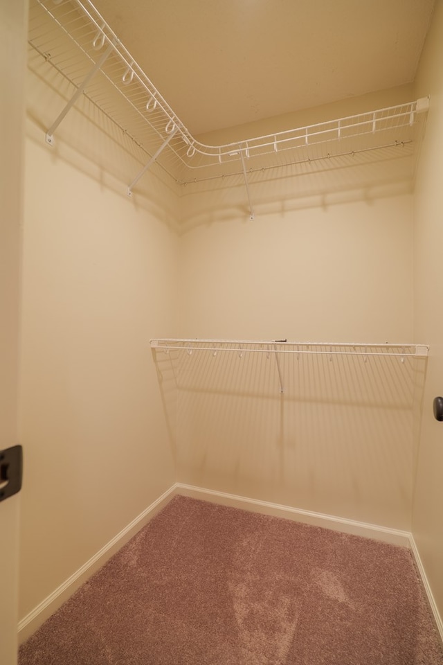 walk in closet with carpet flooring