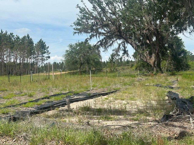 35 Tyler Rd, Naylor, GA 31641 - view of yard