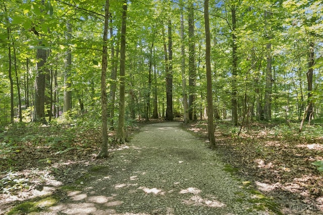 14697 Bodman Rd, Sterling Twp, OH 45154 - view of tree filled area