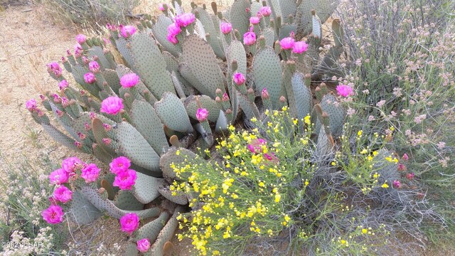 2624 S Gold Mine Rd, Yucca, AZ 86438