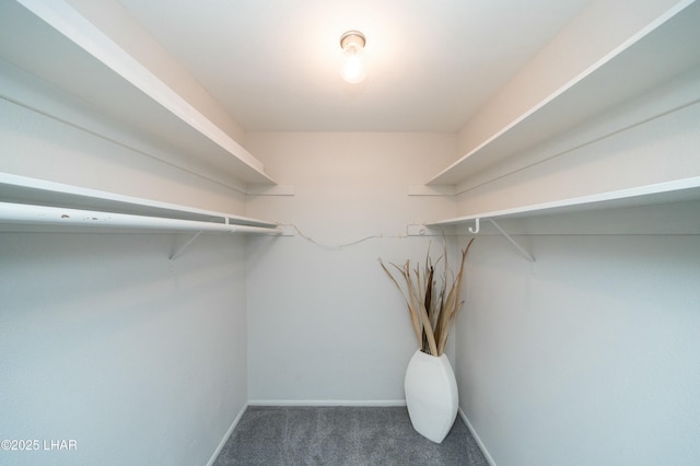 spacious closet featuring carpet