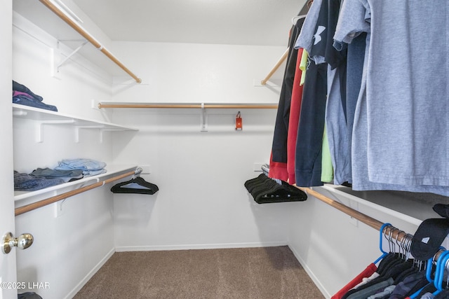 spacious closet featuring carpet flooring