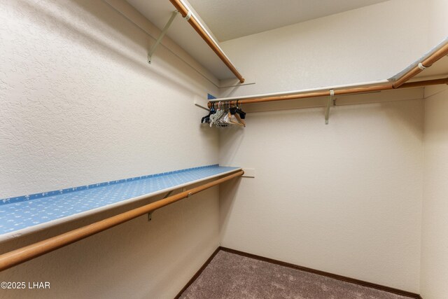 walk in closet with carpet floors