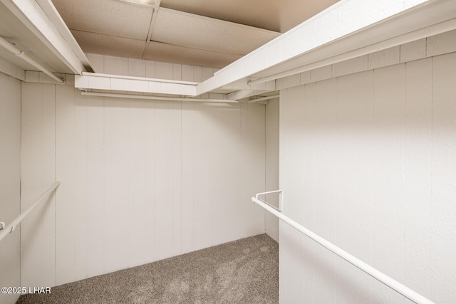 spacious closet with a paneled ceiling and carpet