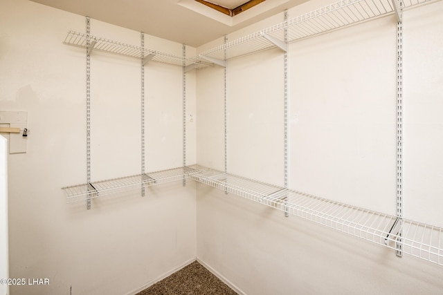 spacious closet featuring carpet floors