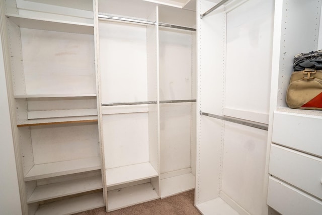 walk in closet featuring carpet flooring