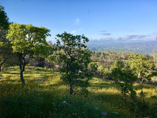 view of local wilderness