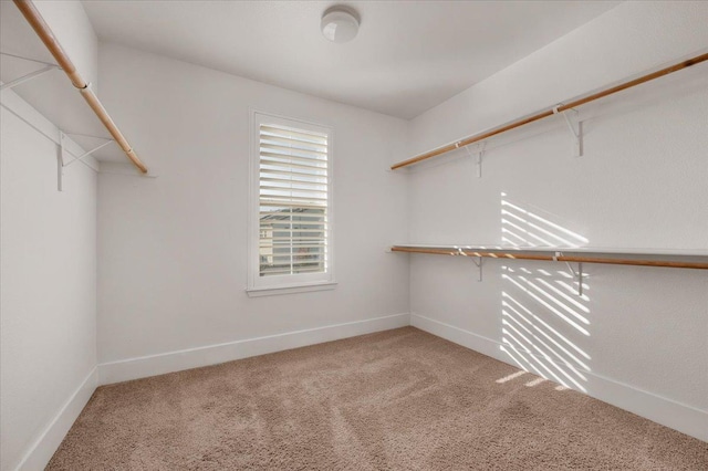 walk in closet with carpet flooring