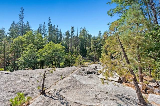 view of local wilderness