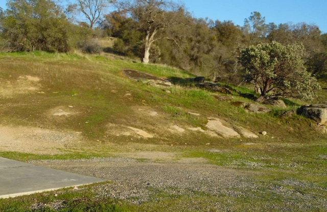 view of local wilderness