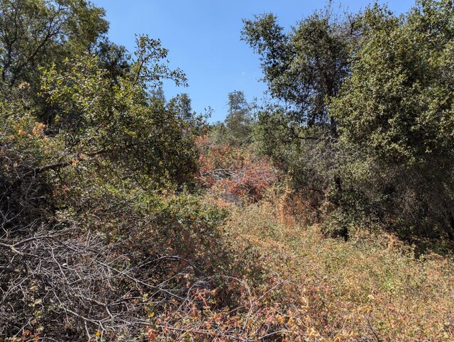 735 Bearclover Ln, Squaw Valley, CA 93675