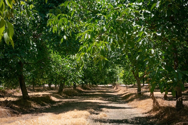 view of nature featuring a rural view