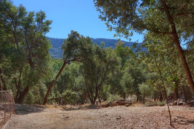 view of local wilderness