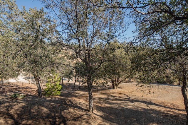 view of local wilderness