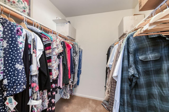 spacious closet featuring carpet flooring