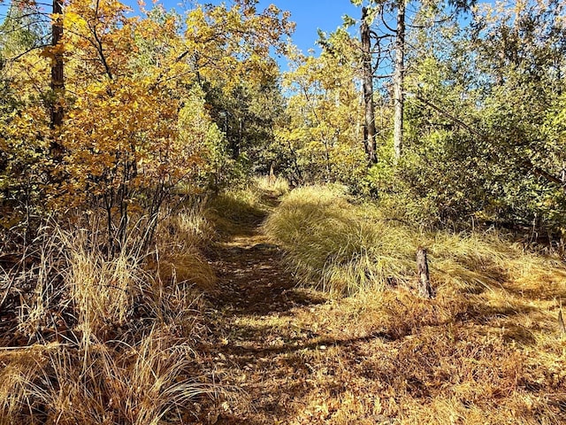 view of local wilderness