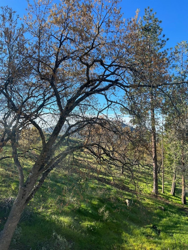 view of local wilderness