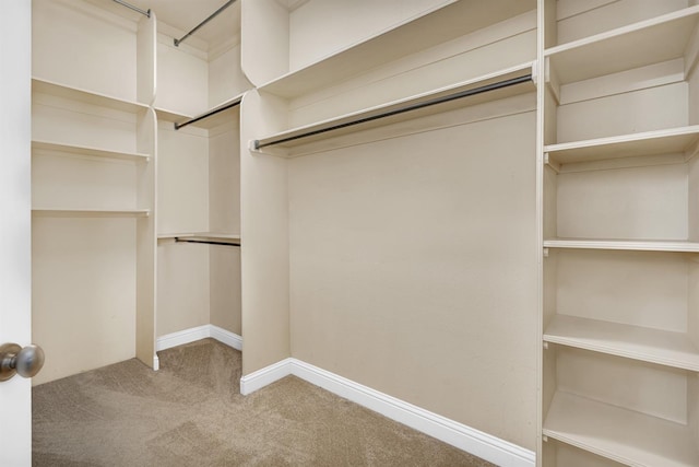 walk in closet with carpet flooring